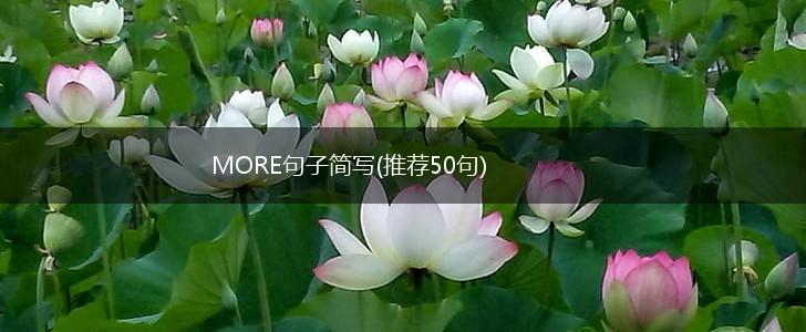 MORE句子简写(推荐50句),第1张