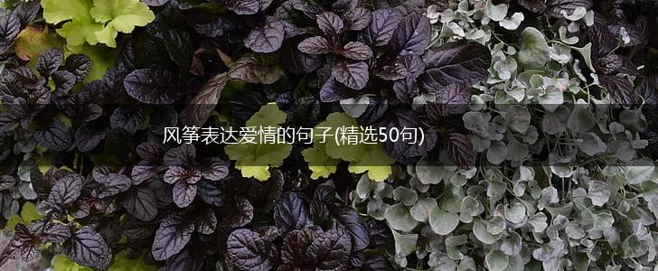 风筝表达爱情的句子(精选50句),第1张