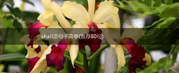 shall造句子简单(推荐80句),第1张