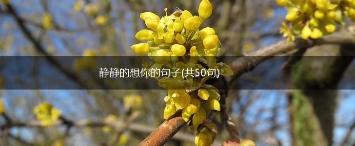 静静的想你的句子(共50句),第1张