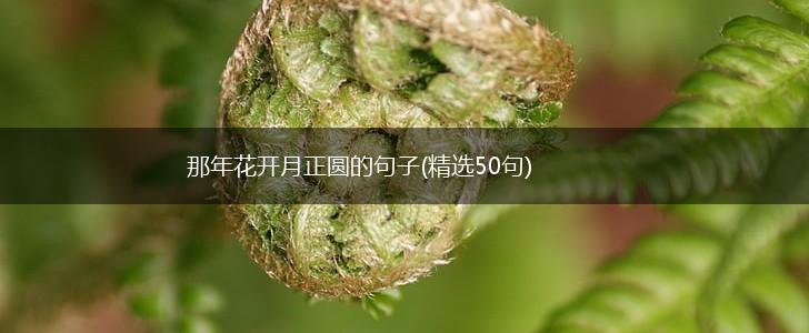 那年花开月正圆的句子(精选50句),第1张