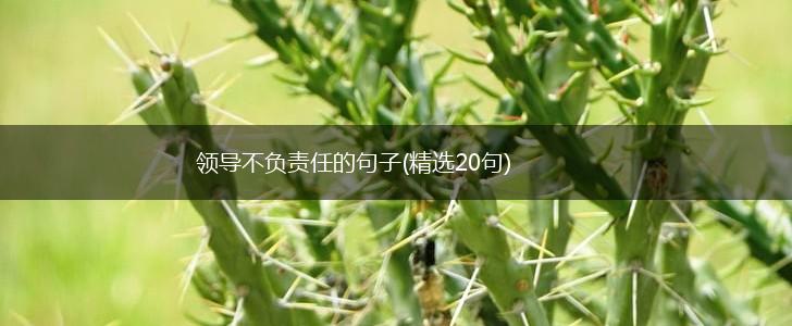 领导不负责任的句子(精选20句),第1张