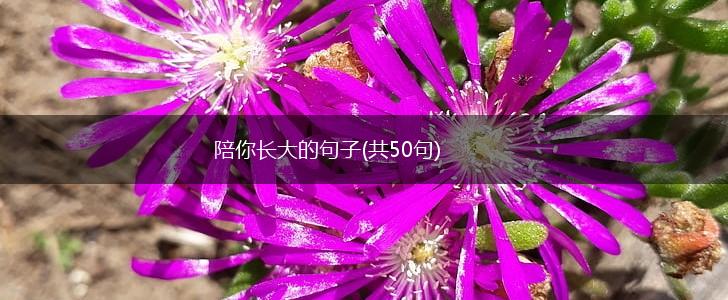 陪你长大的句子(共50句),第1张