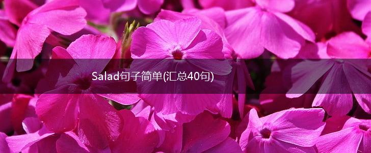 Salad句子简单(汇总40句),第1张