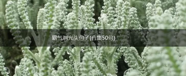 霸气剃光头句子(合集50句),第1张