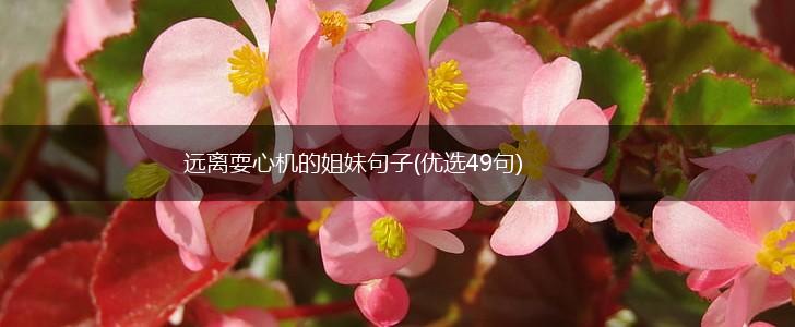远离耍心机的姐妹句子(优选49句),第1张