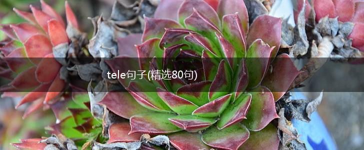 tele句子(精选80句),第1张