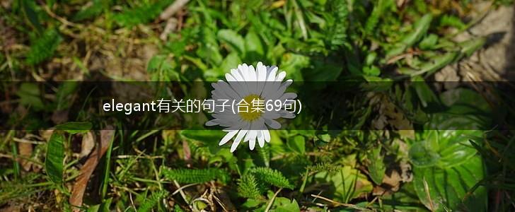elegant有关的句子(合集69句),第1张