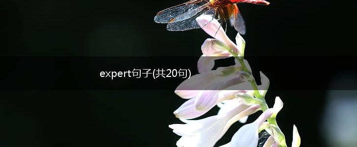 expert句子(共20句),第1张