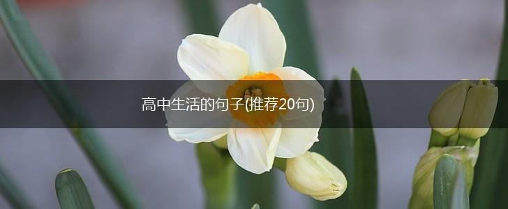 高中生活的句子(推荐20句),第1张