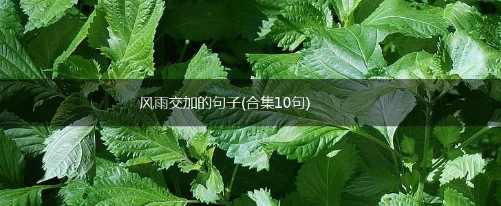 风雨交加的句子(合集10句),第1张