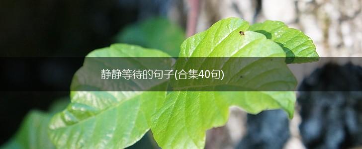 静静等待的句子(合集40句),第1张