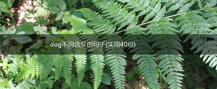 dog不同含义的句子(实用40句),第1张