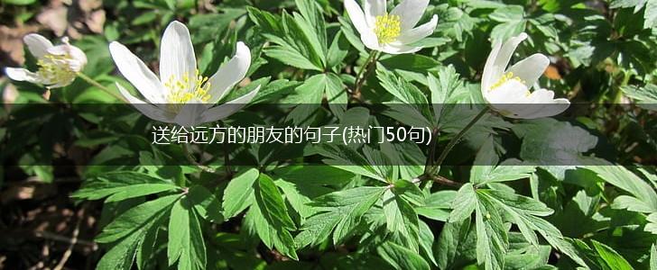 送给远方的朋友的句子(热门50句),第1张