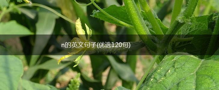 n的英文句子(优选120句),第1张