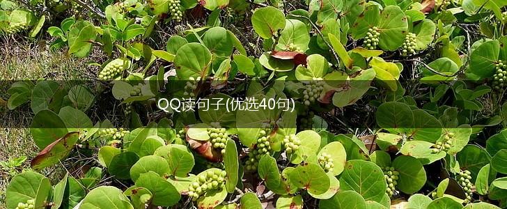 QQ读句子(优选40句),第1张