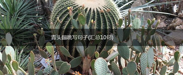 青头蹦跳写句子(汇总10句),第1张