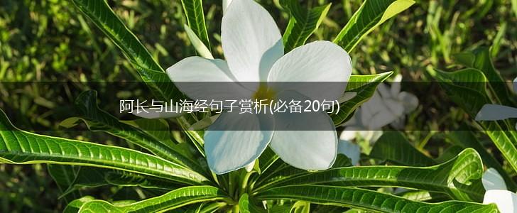 阿长与山海经句子赏析(必备20句),第1张