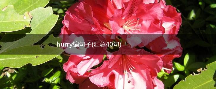 hurry编句子(汇总40句),第1张