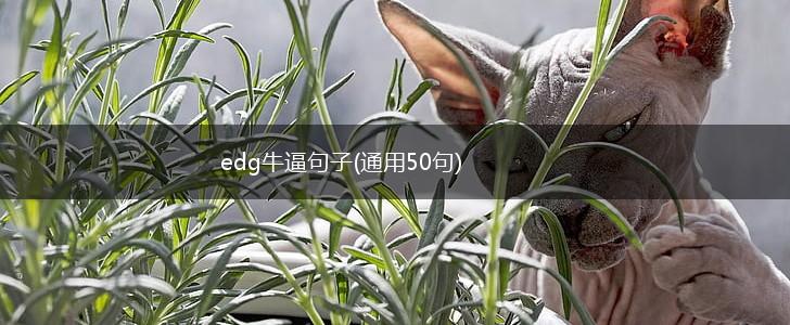 edg牛逼句子(通用50句),第1张