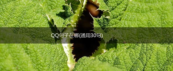 QQ句子在哪(通用30句),第1张