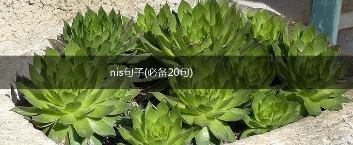 nis句子(必备20句),第1张