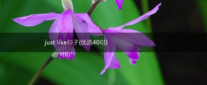 just like句子(优选40句),第1张