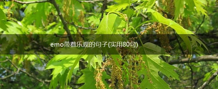 emo带着乐观的句子(实用80句),第1张