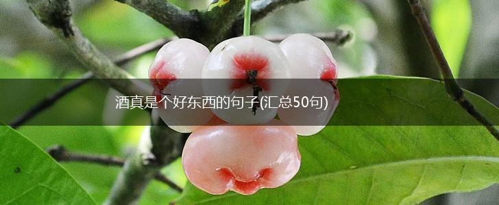 酒真是个好东西的句子(汇总50句),第1张