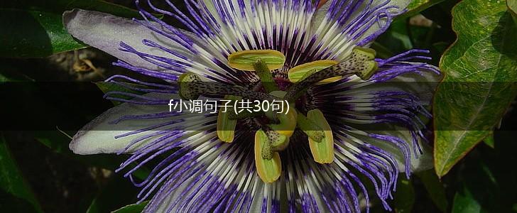 f小调句子(共30句),第1张