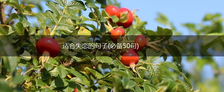 适合失恋的句子(必备50句),第1张