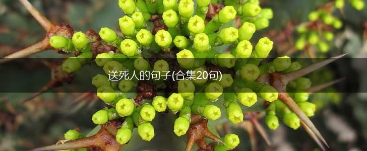 送死人的句子(合集20句),第1张