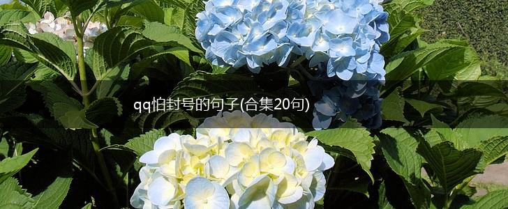 qq怕封号的句子(合集20句),第1张