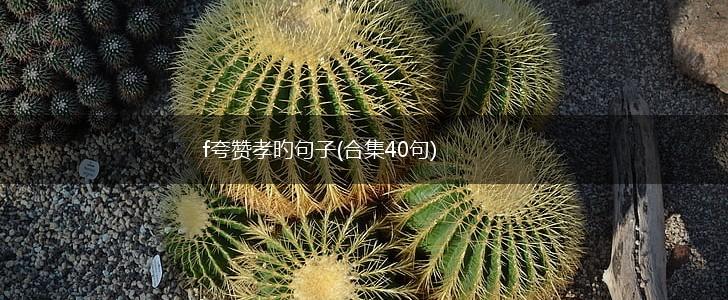 f夸赞孝旳句子(合集40句),第1张