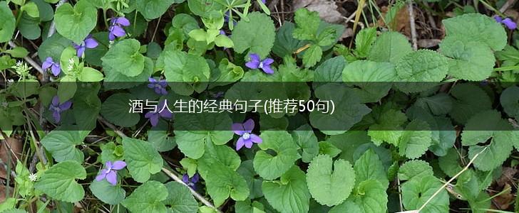 酒与人生的经典句子(推荐50句),第1张