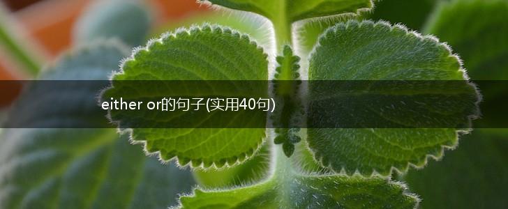 either or的句子(实用40句),第1张