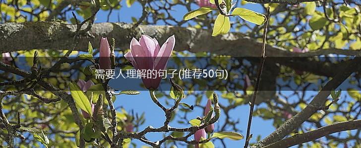 需要人理解的句子(推荐50句),第1张