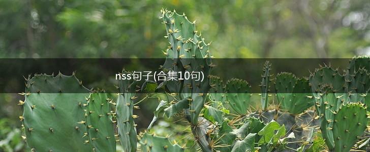 nss句子(合集10句),第1张
