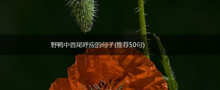 野鸭中首尾呼应的句子(推荐50句),第1张
