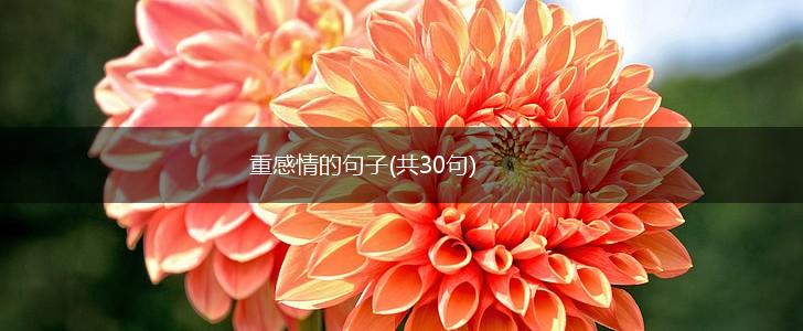 重感情的句子(共30句),第1张