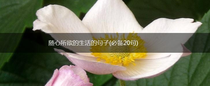 随心所欲的生活的句子(必备20句),第1张