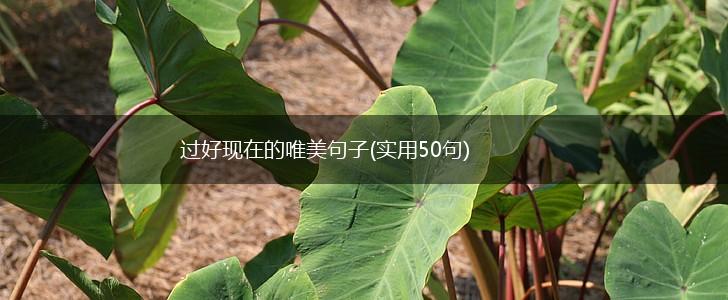 过好现在的唯美句子(实用50句),第1张