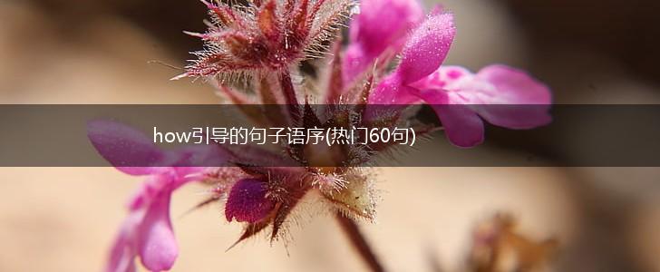 how引导的句子语序(热门60句),第1张