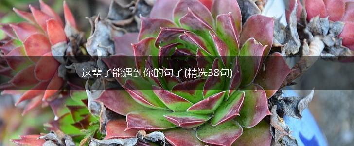 这辈子能遇到你的句子(精选38句),第1张