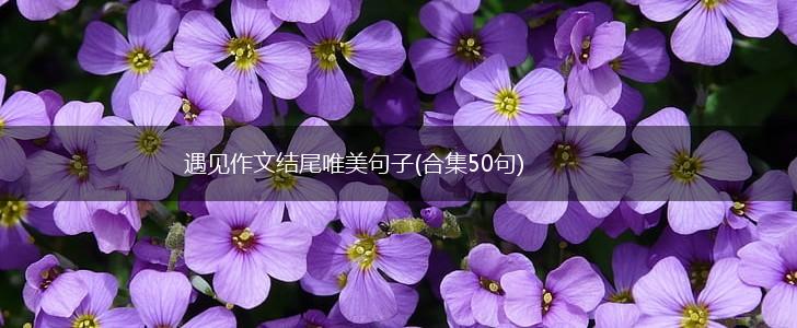 遇见作文结尾唯美句子(合集50句),第1张