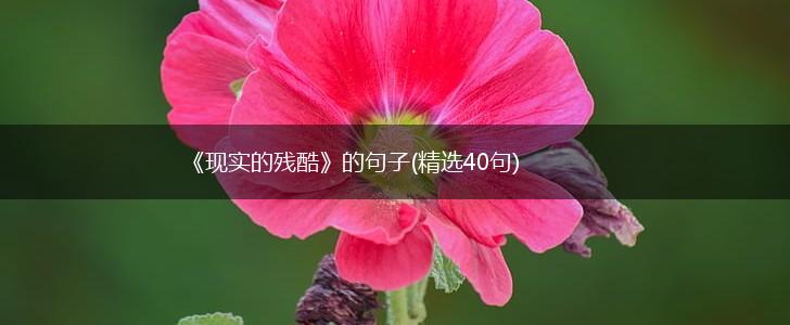 《现实的残酷》的句子(精选40句),第1张