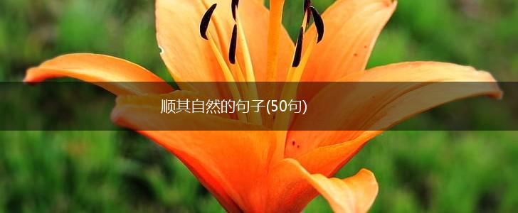 顺其自然的句子(50句),第1张