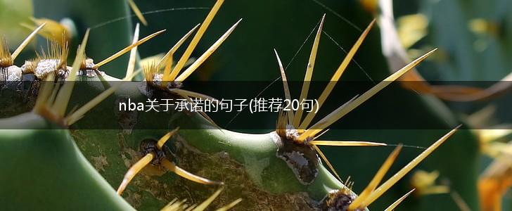 nba关于承诺的句子(推荐20句),第1张