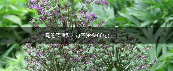 马的经典励志句子(必备60句),第1张