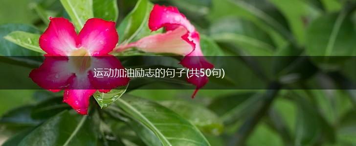 运动加油励志的句子(共50句),第1张